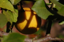 Sun And Shade On Textured Lemon