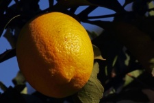 Sunlight On Textured Peel Of Lemon