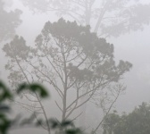 Tree Shrouded In Mist