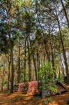 Trip Campsite In Pine Forest At Phu Hin