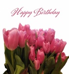 Tulip Greeting Card Birthday