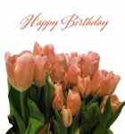 Tulip Greeting Card Birthday