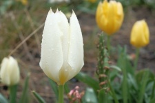 Tulips In The Rain