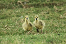 Two Goslings Looking At Camera