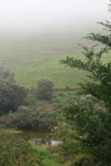 Water Hole And Vegetation With Mist