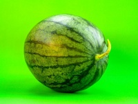 Watermelon Fruit