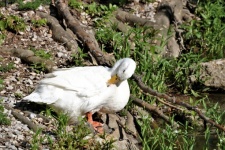 White Duck Preening
