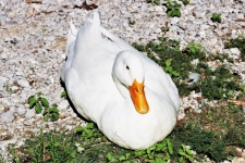 White Duck Resting On Lake Shore