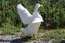White Duck Stretching It&039;s Wings