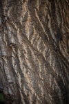 White Markings And Texture On Bark
