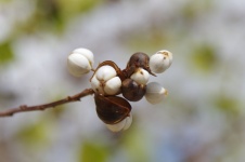 White Tree Seeds In Seedpods