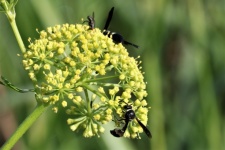 Wild Prairie Parsley And Wasp