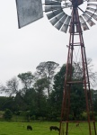 Windmill And Grazing Animals