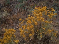 Yellow Flowering Curry Bush