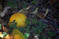 Yellow Lemon Lying Under Lemon Tree