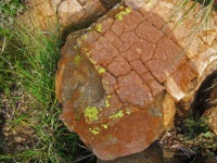 Yellow Lichen On Red Coloured Rock