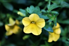 Yellow Petunia Close-up