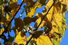 Yellowing Mulberry Leaves On Branch