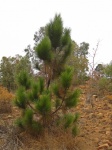 Young Pine Tree With Needles