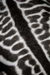 Zebra Skin Background