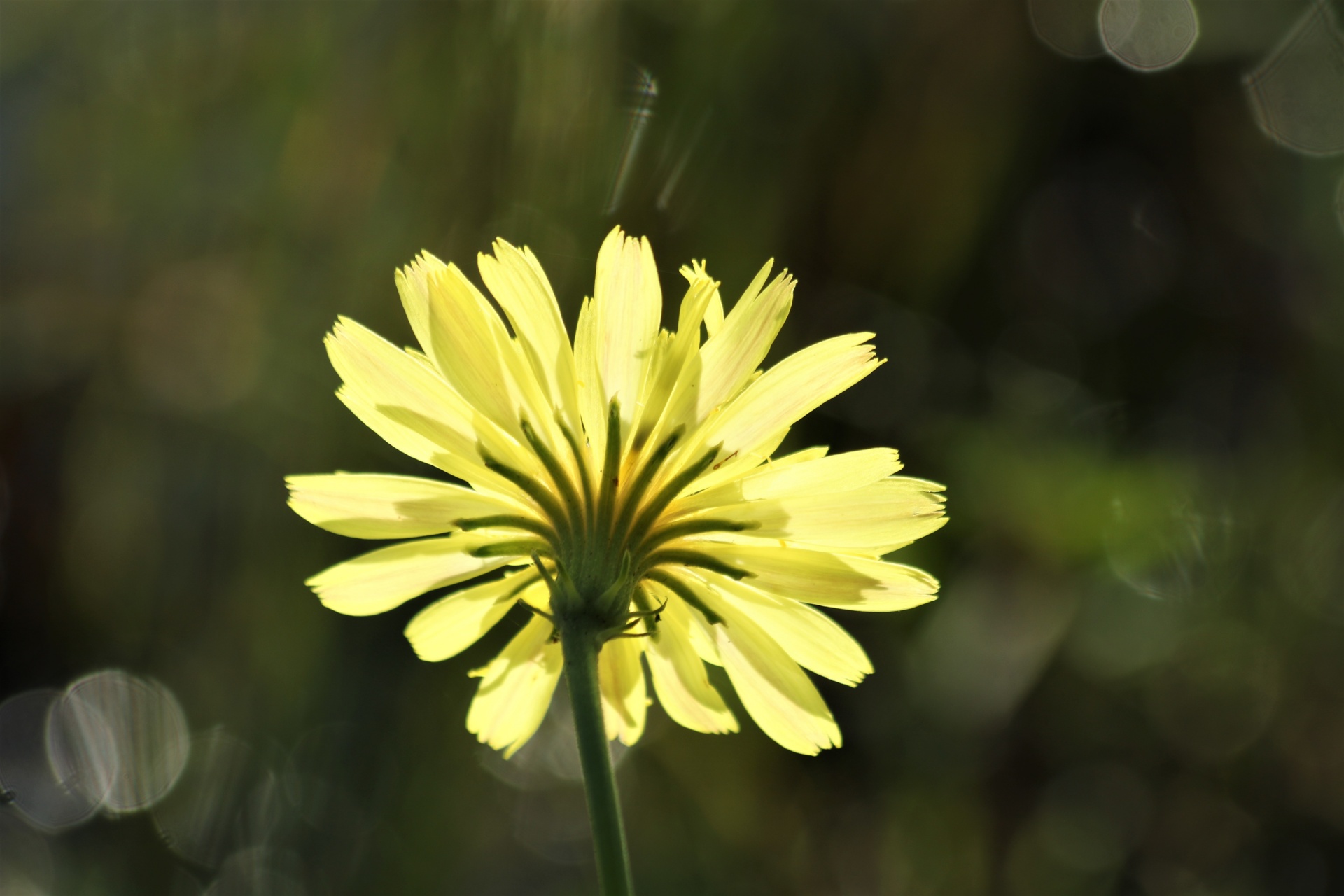 Backlit Yellow Wildflower And Bokeh