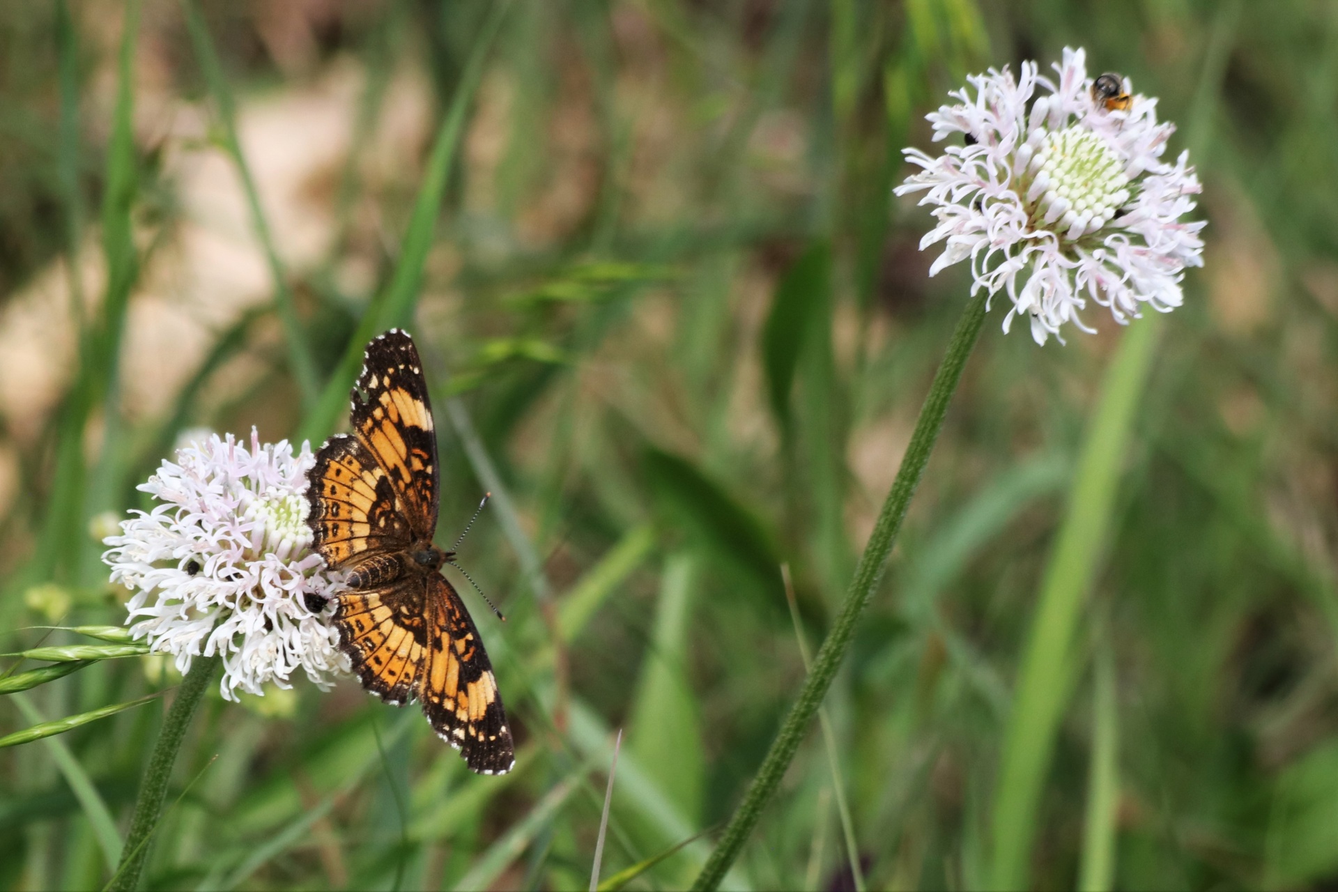 A silvery checkerspot butterfly is sipping nectar from a white puffball wildflower, in a green country field.