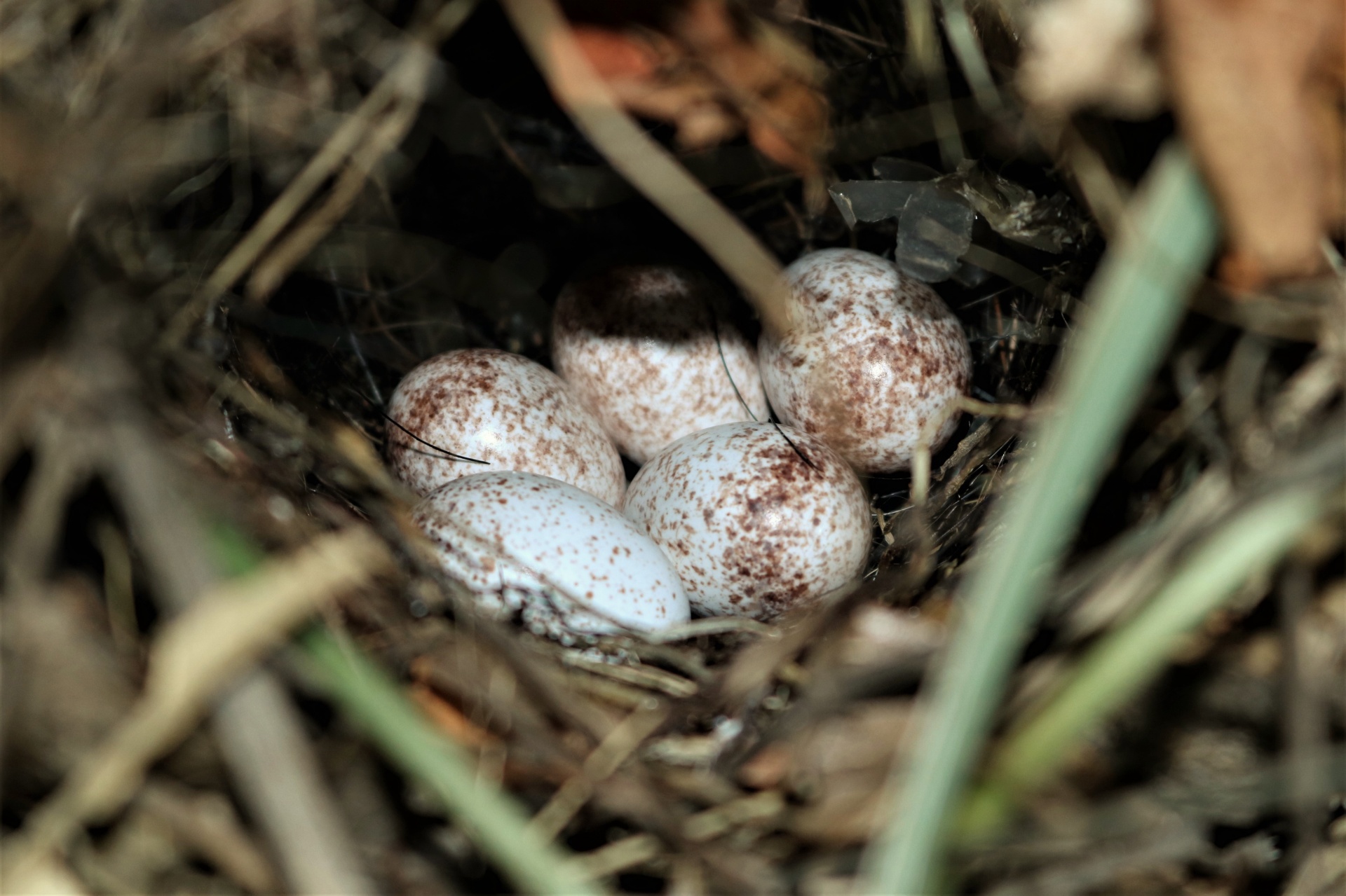 Carolina Wren Bird Eggs In Nest