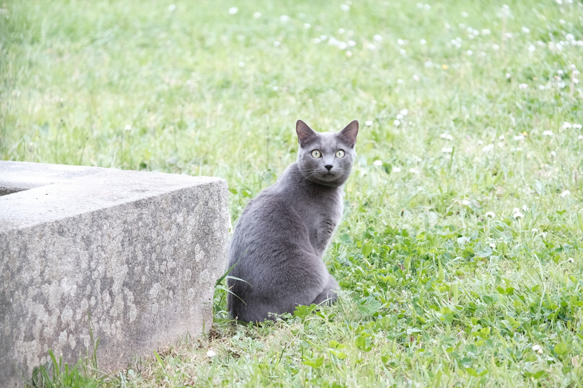 Chat Gris Assis Dans L Herbe Photo Stock Libre Public Domain Pictures