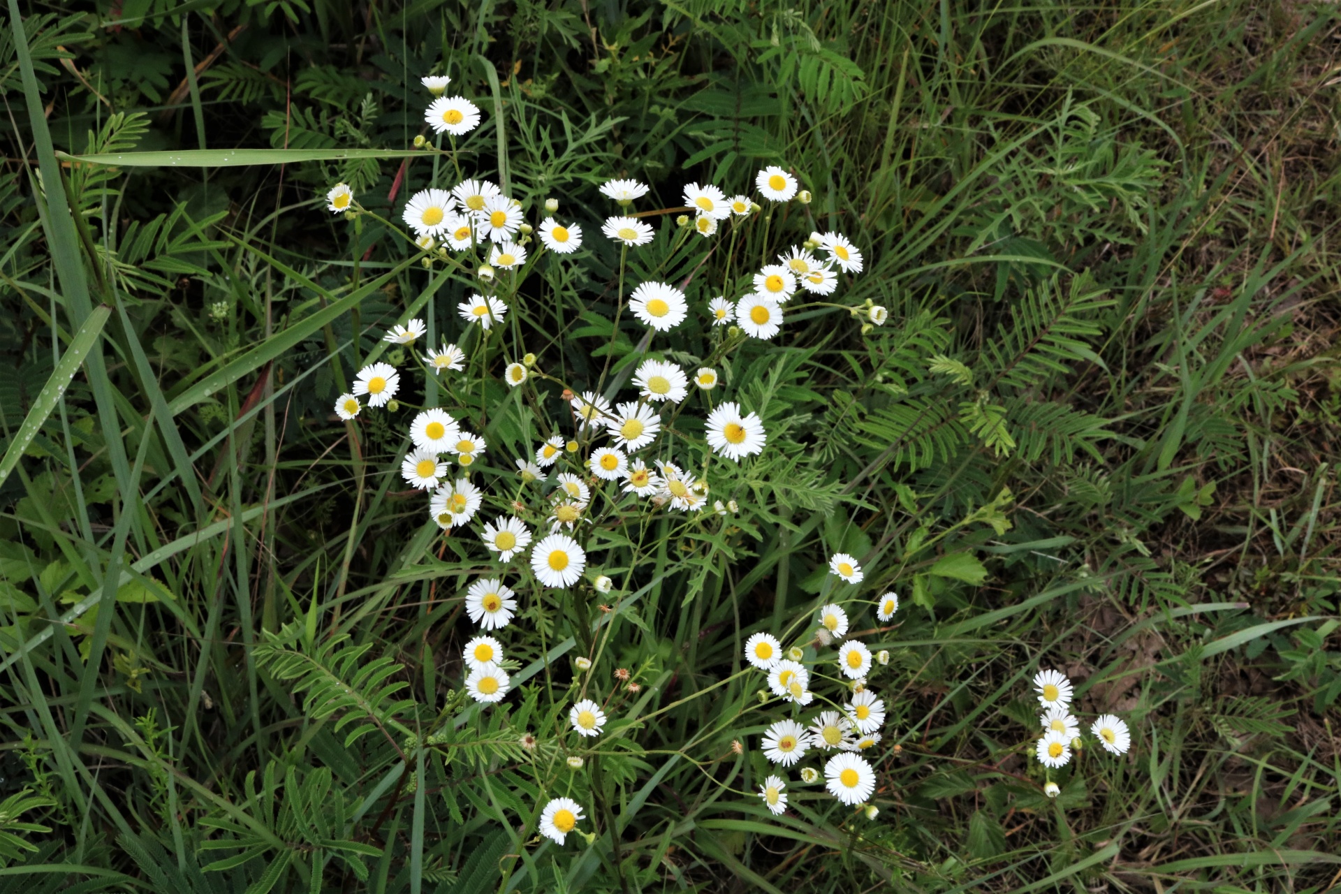 Daisy Fleabane Wildflowers In Field