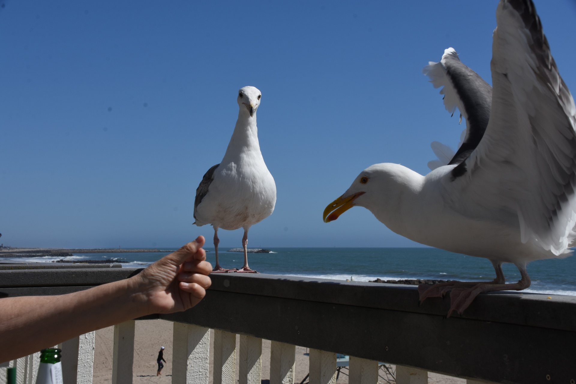 seagulls being fed