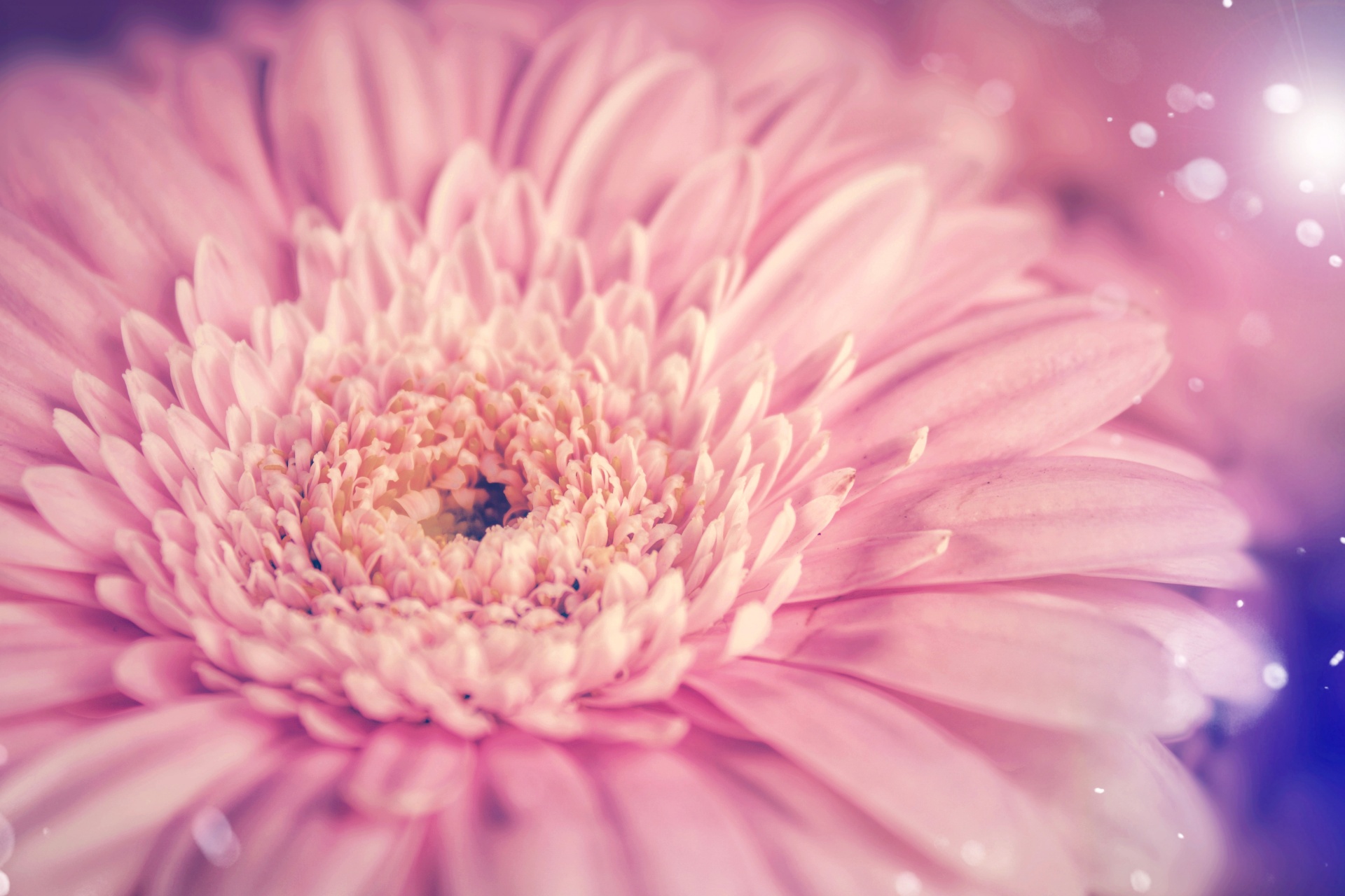 Gerbera Blossom Flower Pink