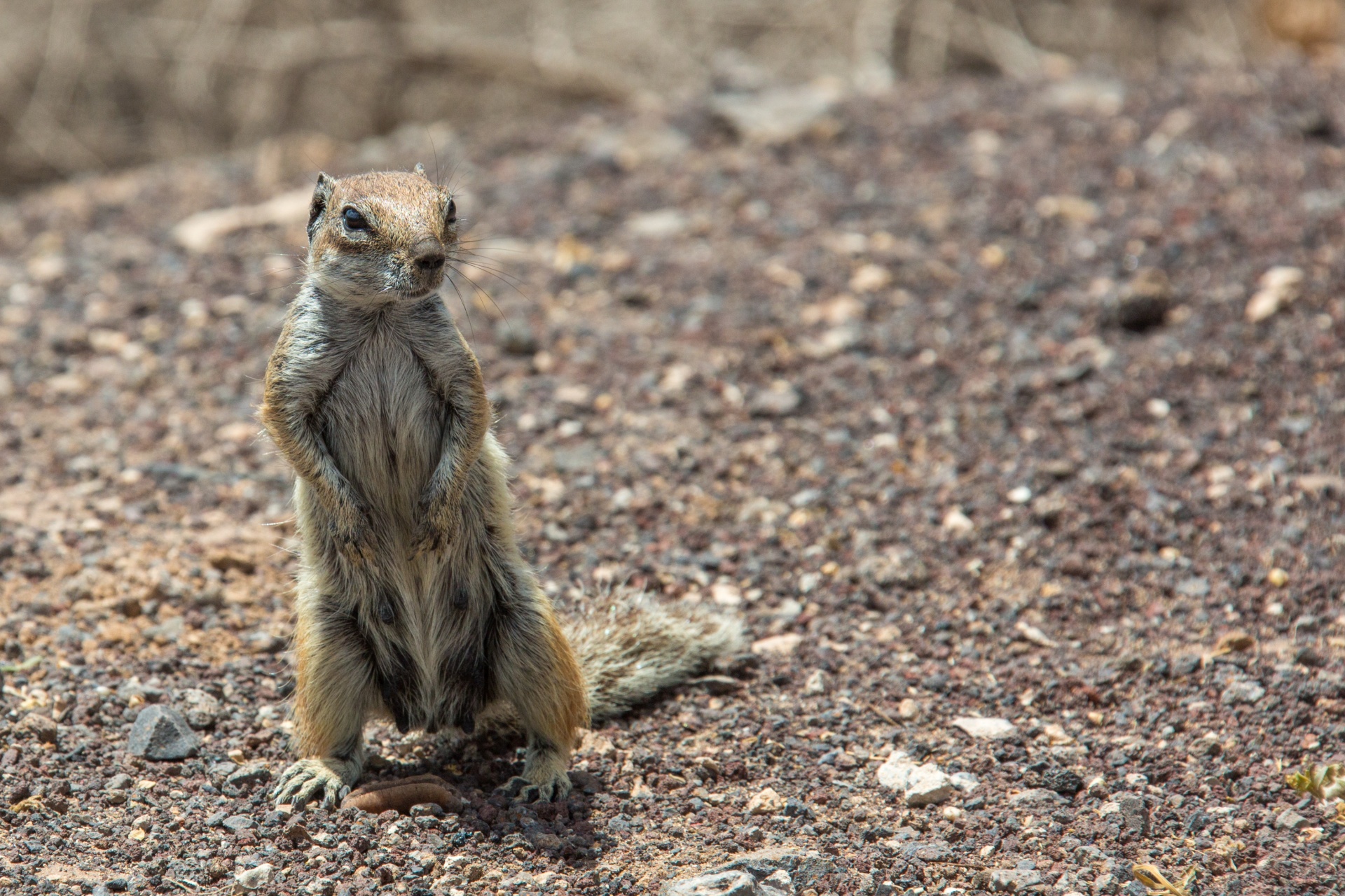 Ground squirrel in Fuerteventura