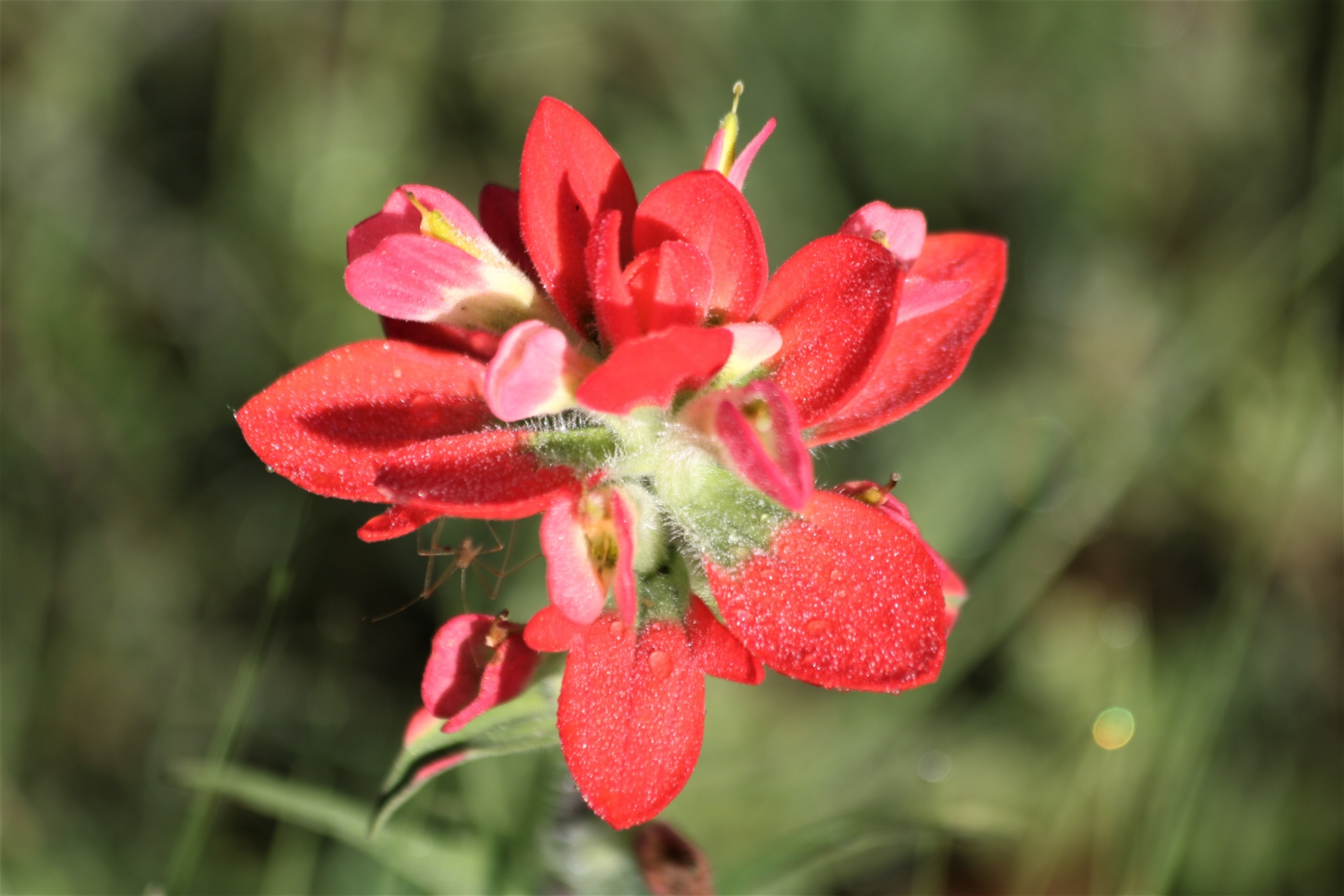Indian Paintbrush Flower And Dew