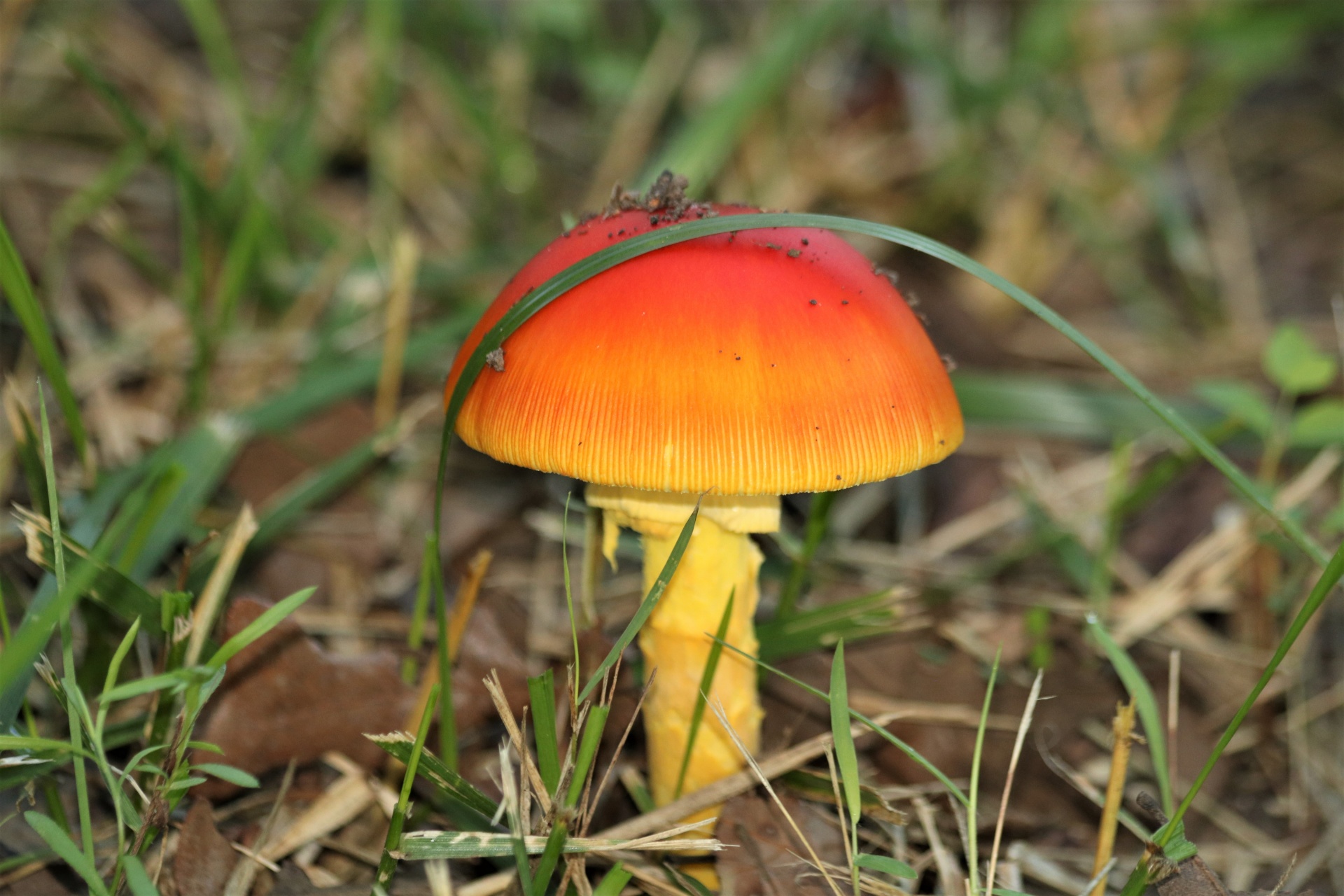 Close-up of a bright orange Amanita jackson mushroom, with a blade of grass arching across the cap.