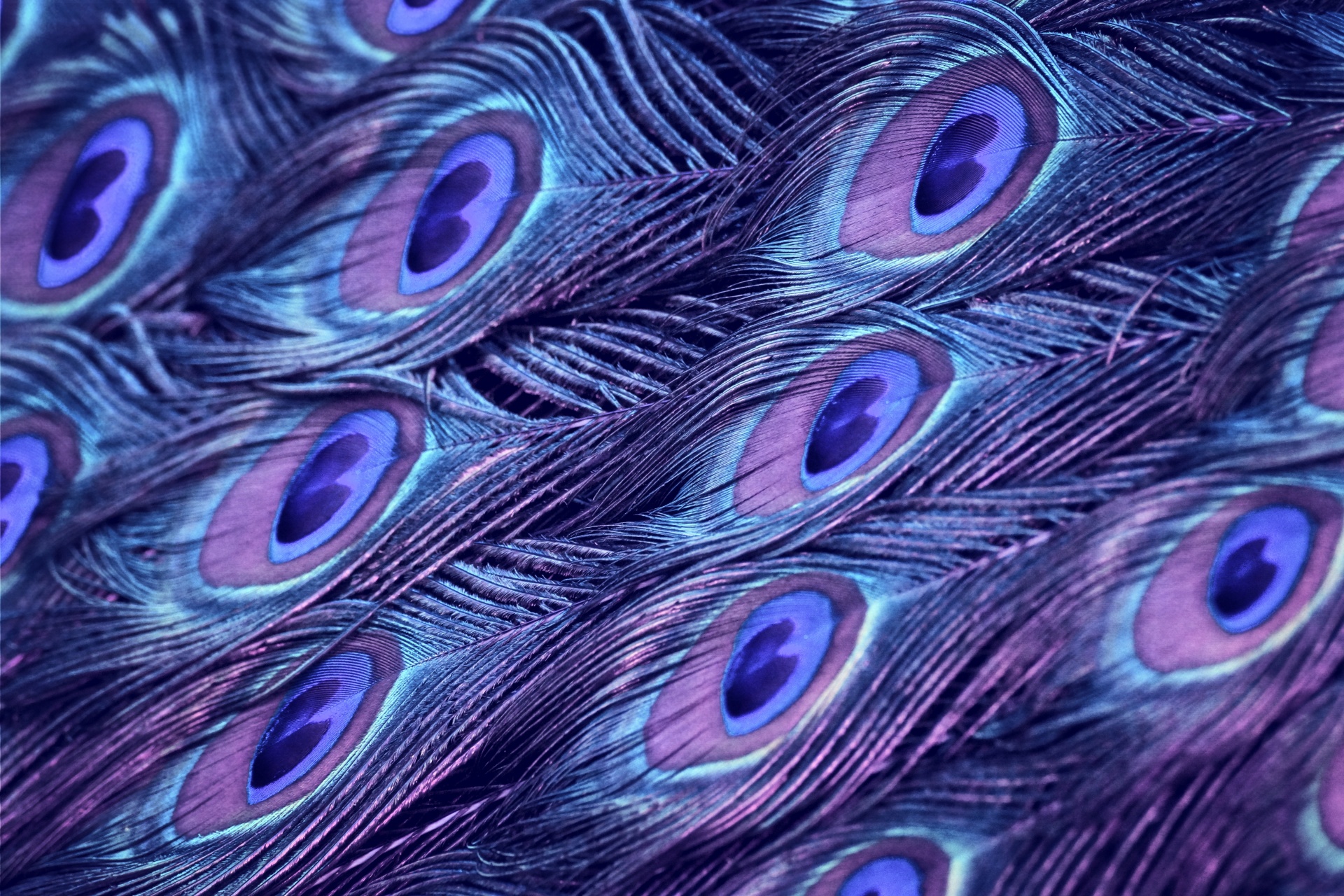 Peacock feathers bird plumage feather birds nature background colorful colors texture photo