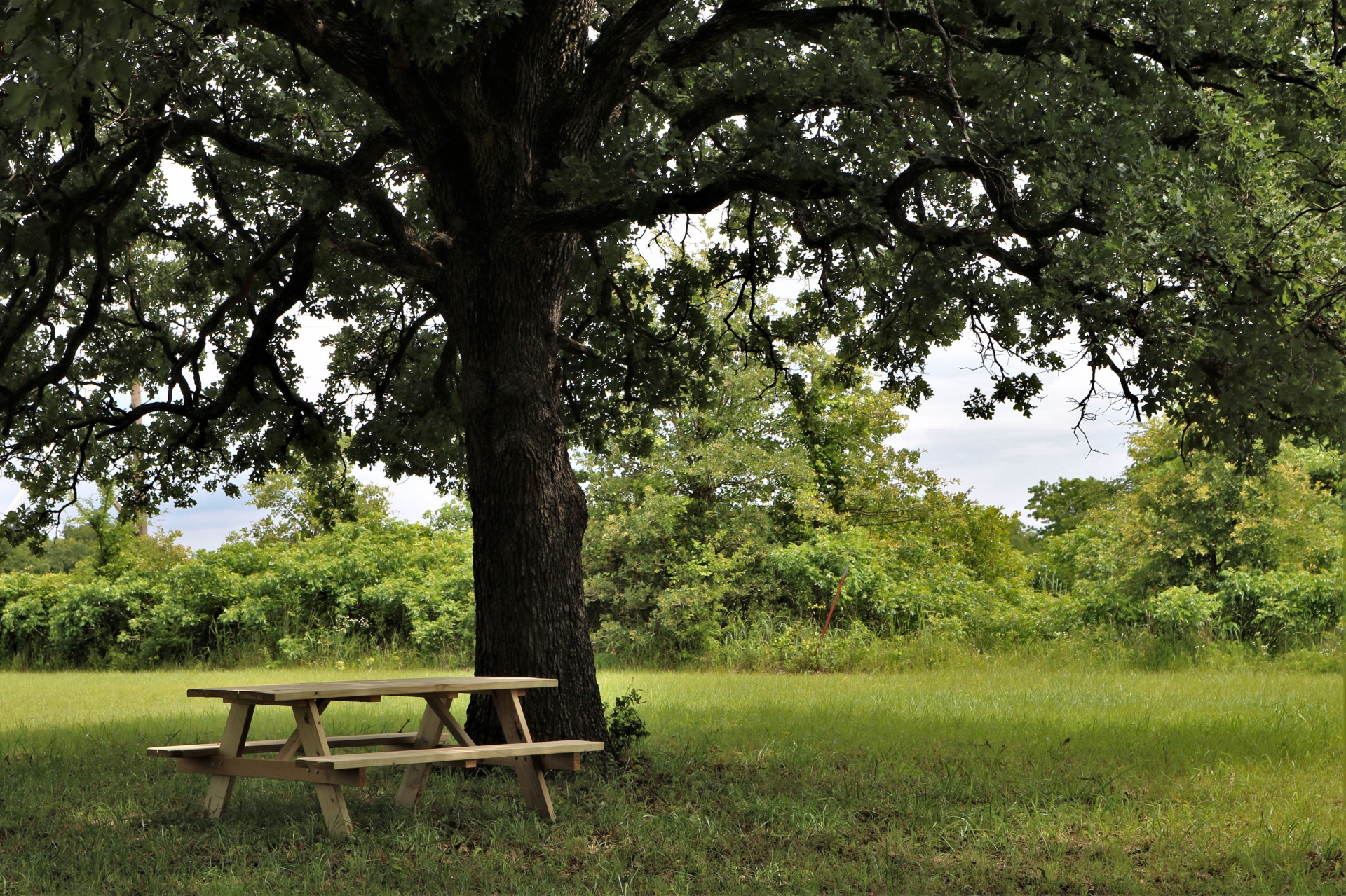 A wood picnic table sitting underneath a large oak tree, in a green country field.
