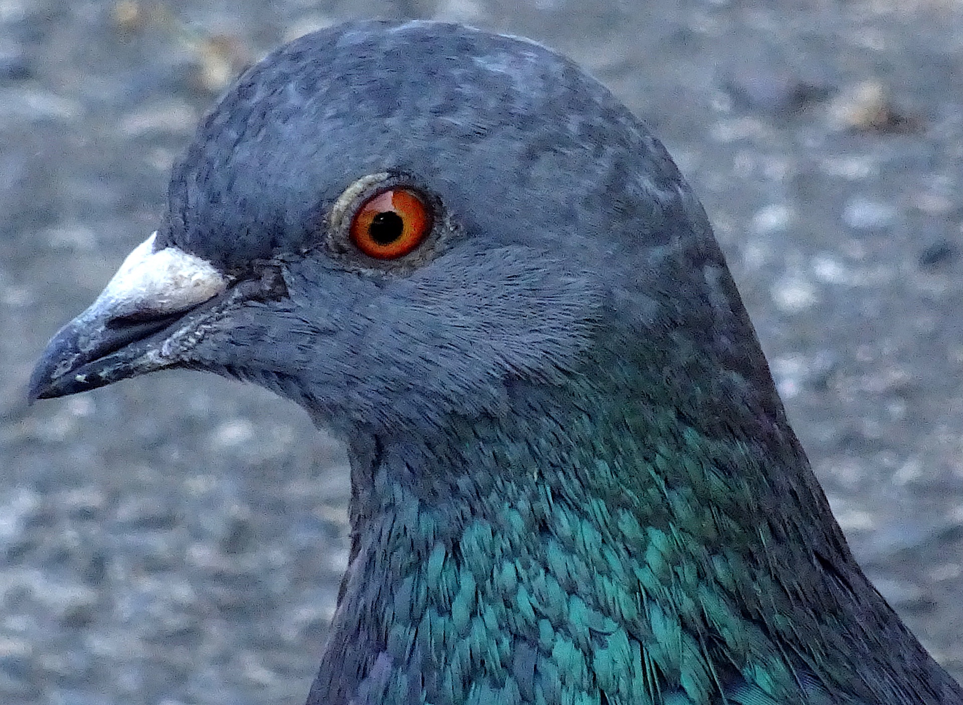 Pigeons Head Close Up