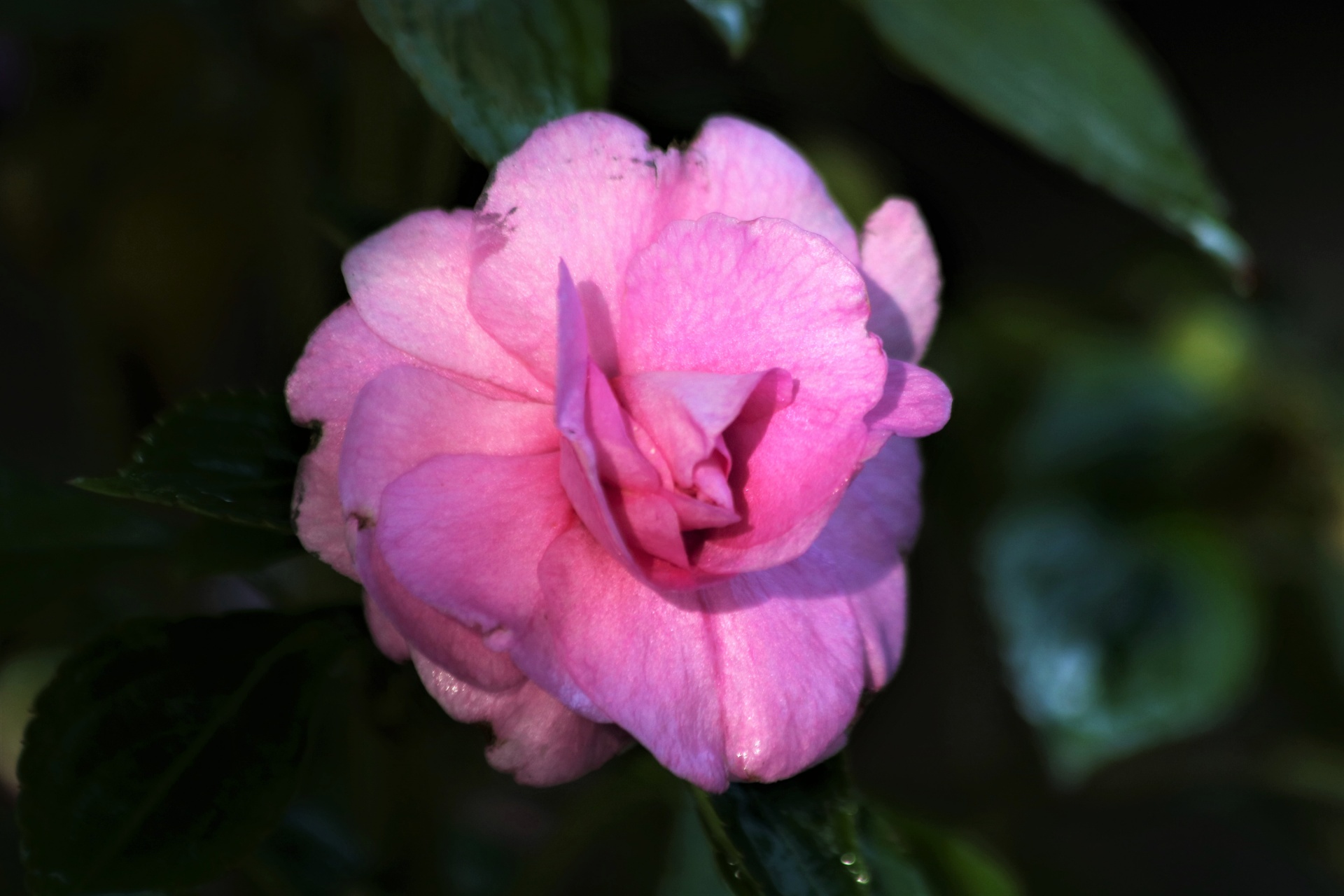 Close-up of a light pink begonia bloom, wet after a spring rain, on a dark green background.