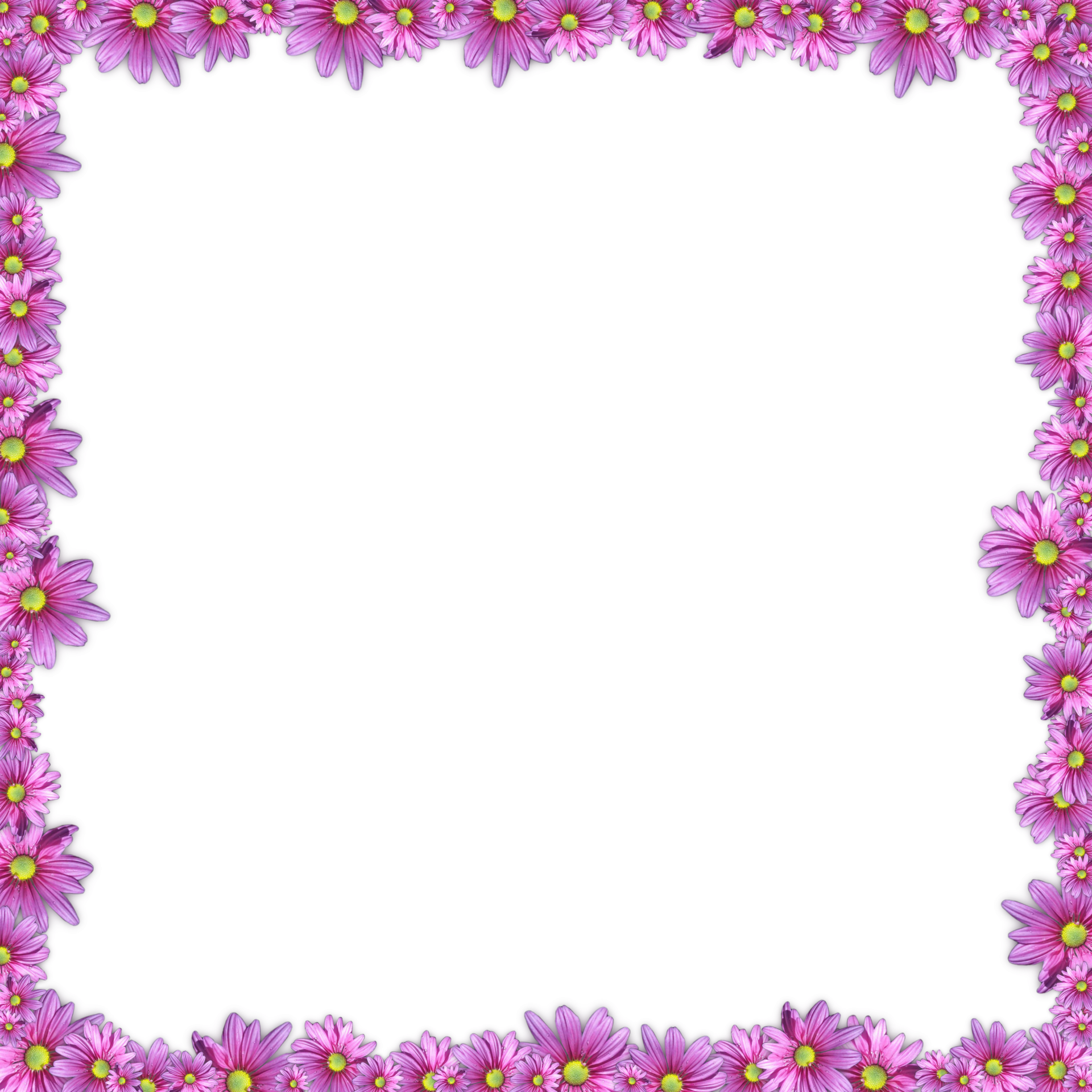 A random pink daisy frame on a transparent background.
