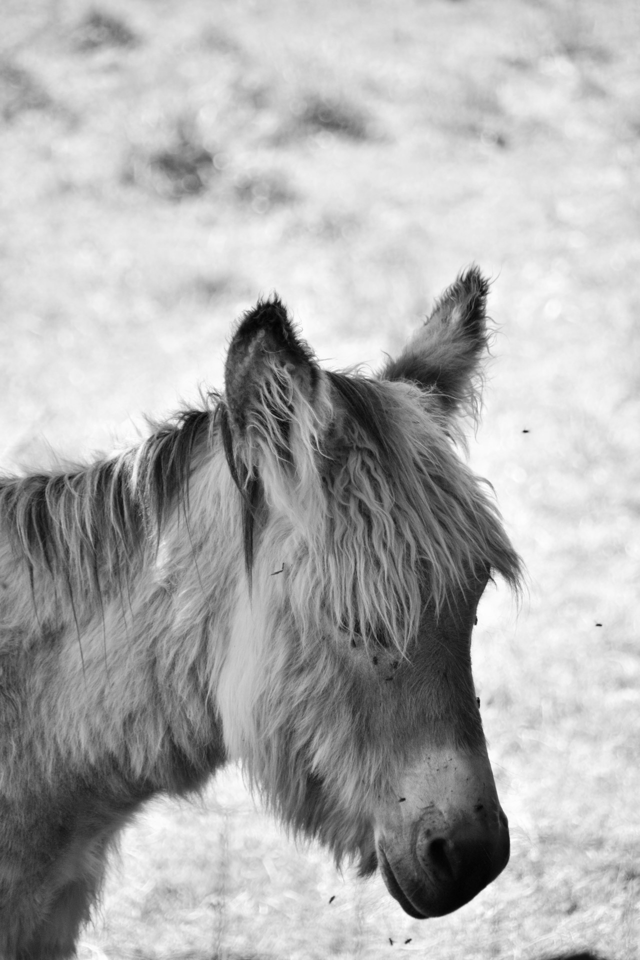 Portrait Of A Little Donkey