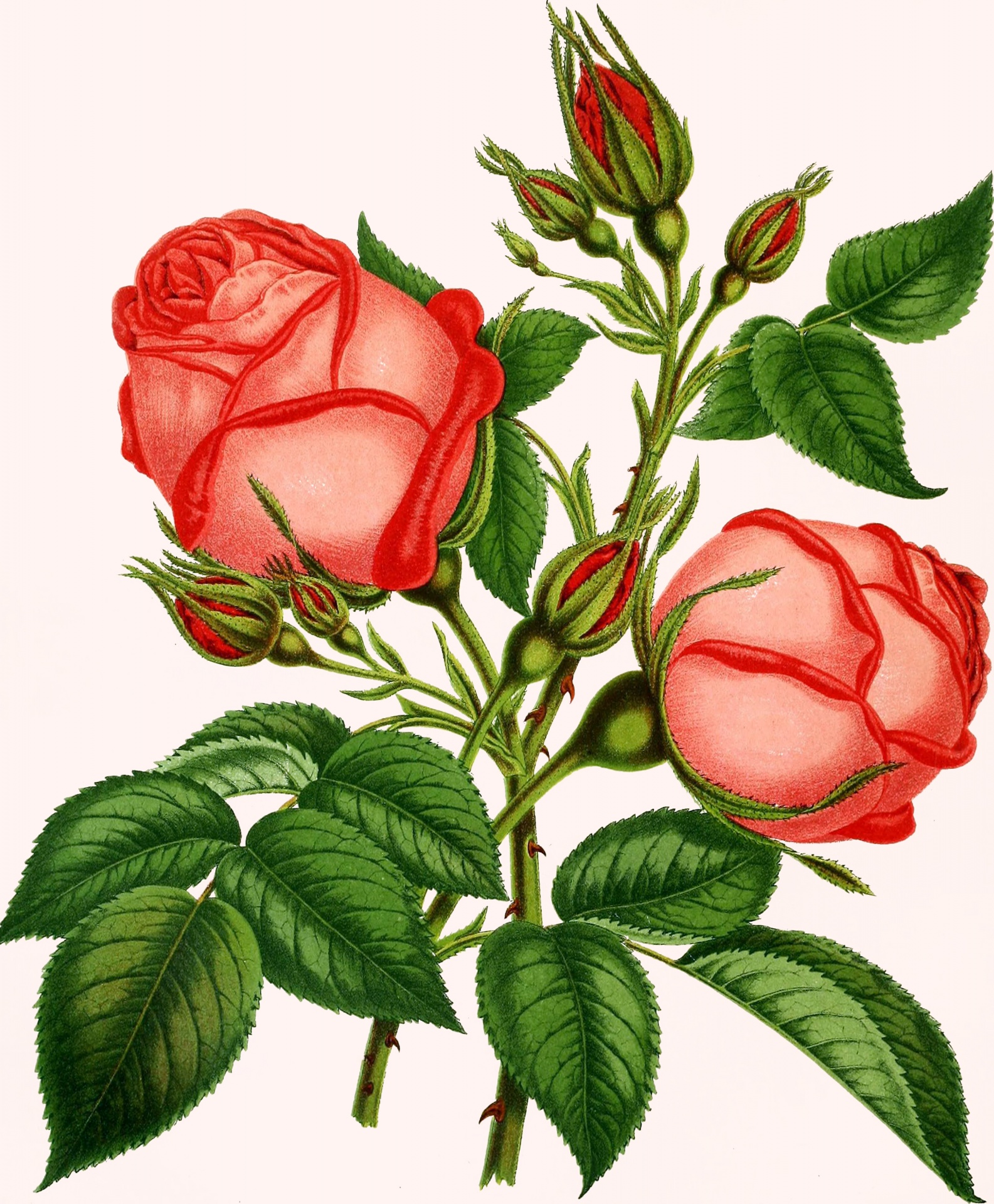 Rose Vintage Art Nouveau Old