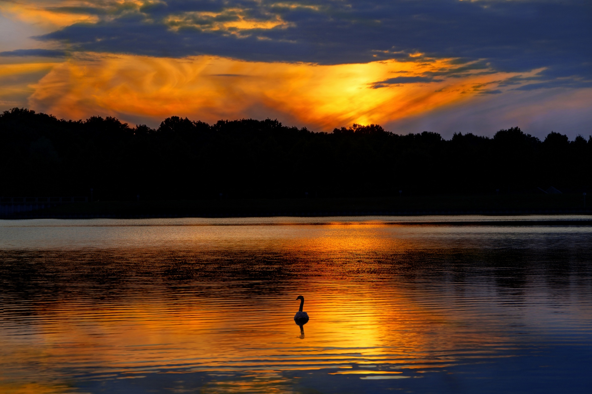 Lake Swan Sunset Sky
