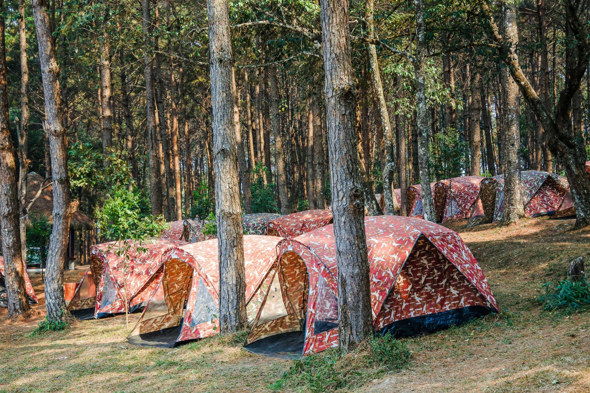 trip campsite in pine forest at Phu Hin Rong Kla National park , Phitsanulok, Thailand
