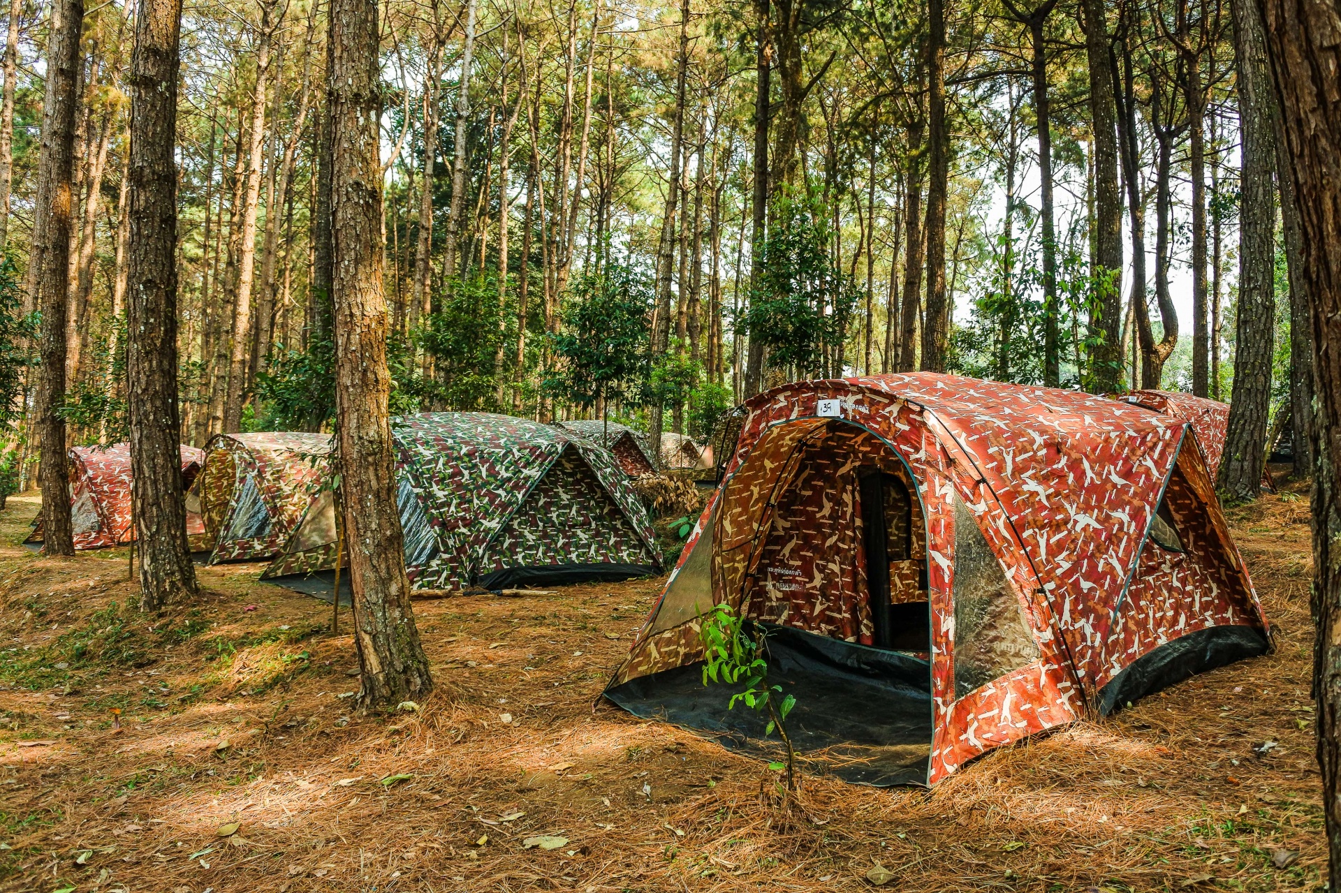 trip campsite in pine forest at Phu Hin Rong Kla National park , Phitsanulok, Thailand