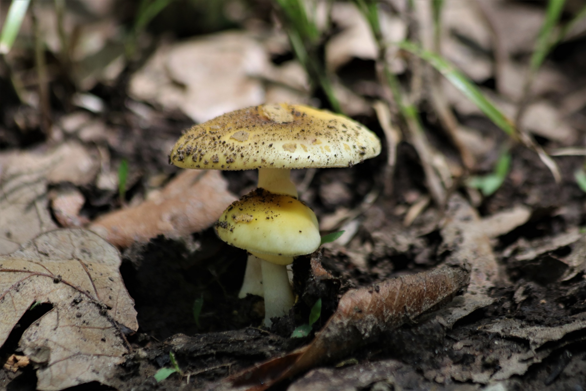 Close-up of two little yellow mushrooms growing among leaves and green grass in spring.
