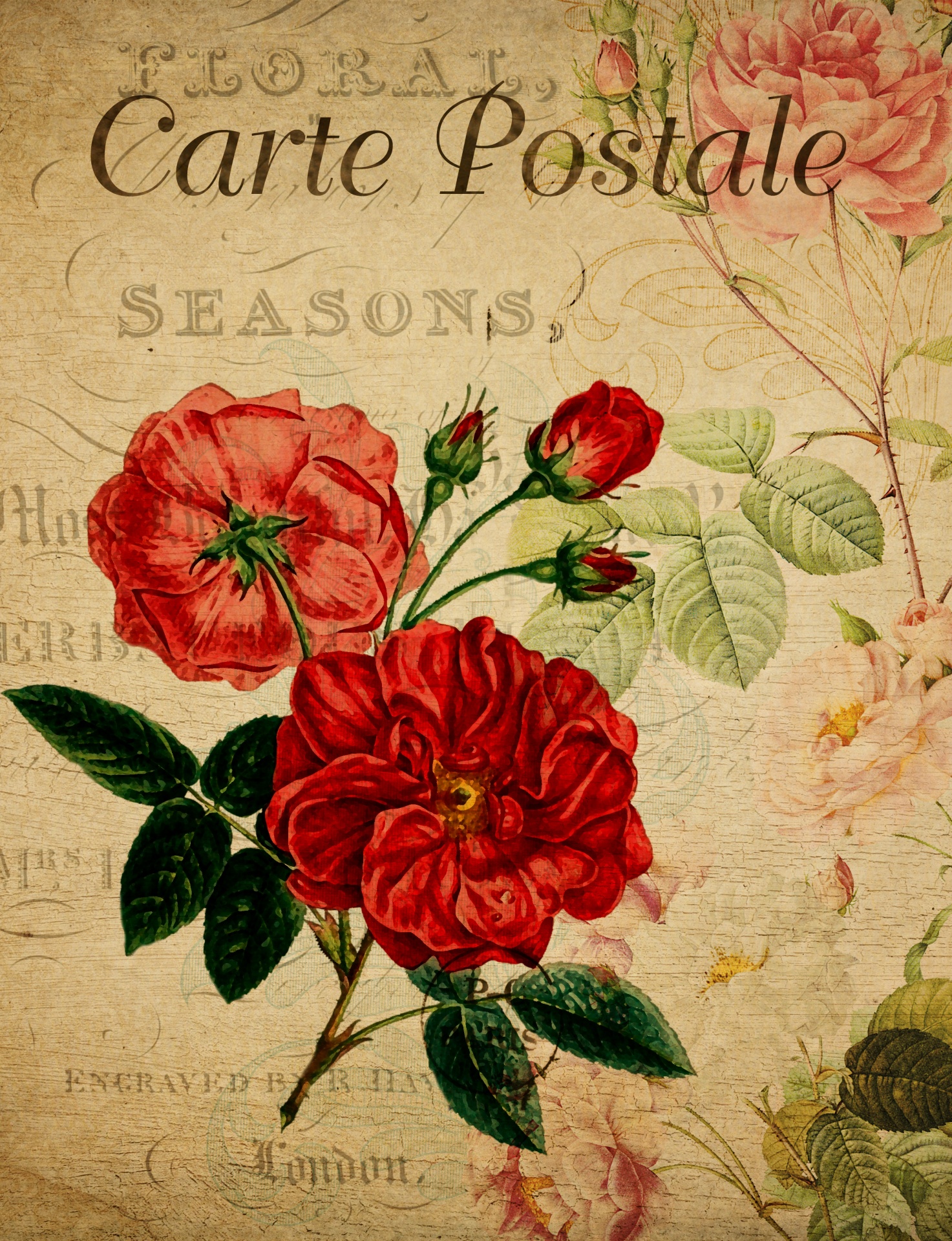 Vintage, french floral postcard with old fashioned red roses
