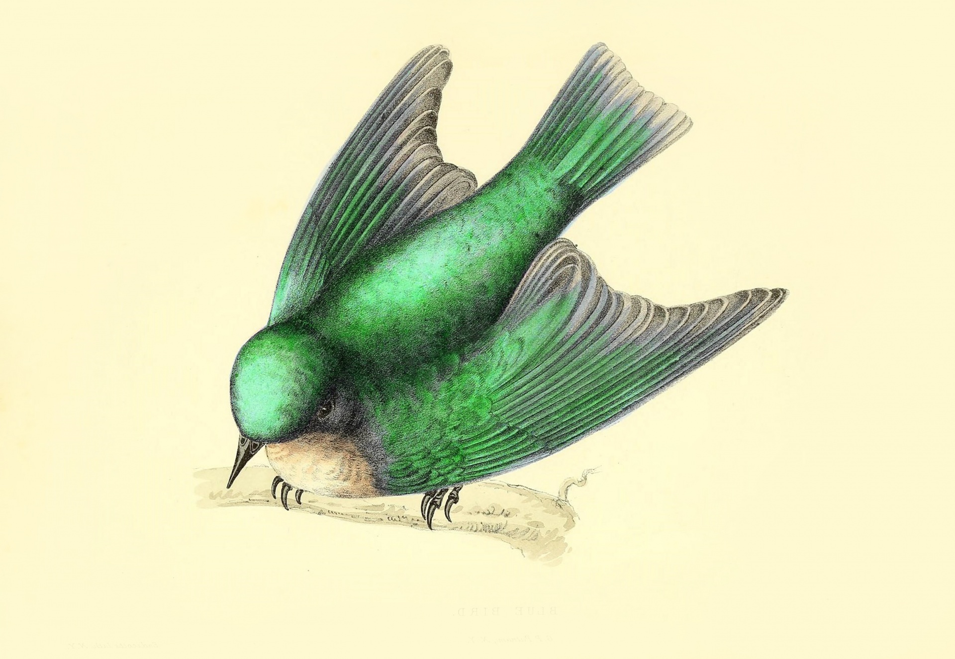 Bird Swallow Art Nouveau Vintage