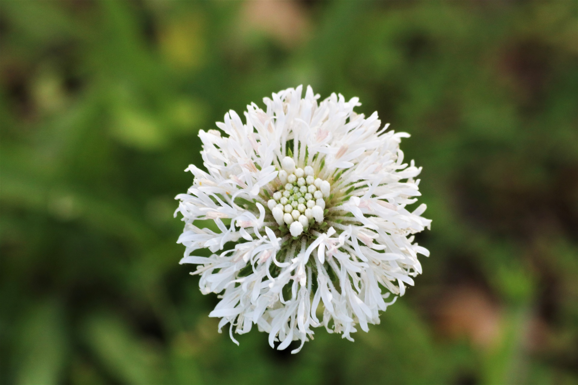 White Puffball Wildflower Close-up