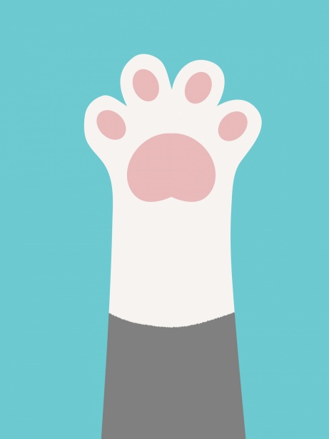 Cats Paw High Five Free Stock Photo - Public Domain Pictures
