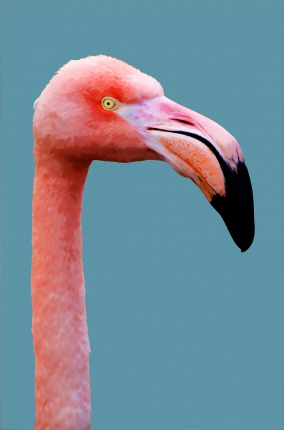Flamingo madár illusztráció Szabad kép - Public Domain Pictures